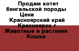 Продам котят бенгальской породы › Цена ­ 10 000 - Красноярский край, Красноярск г. Животные и растения » Кошки   